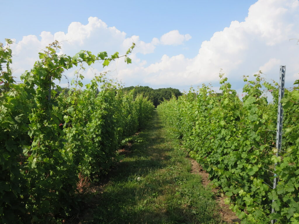 vineyard