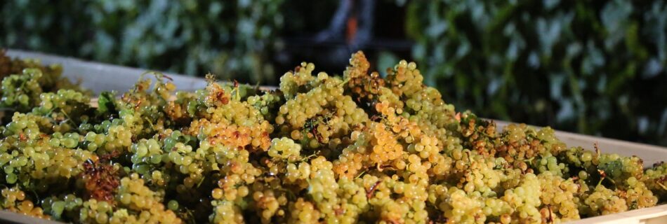 chardonnay wine grapes vitis vinifera