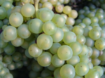 chardonnay wine grape